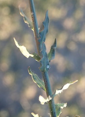 Wahlenbergia rivularis