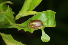 Anacassis fuscata