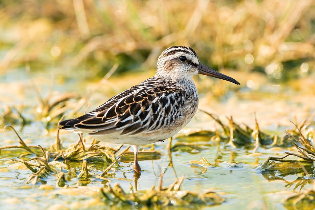 Broad-billed Sandpiper photo