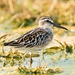 Broad-billed Sandpiper - Photo (c) Сергей Кукуев, some rights reserved (CC BY-NC), uploaded by Сергей Кукуев