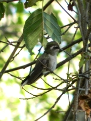 Lampornis clemenciae
