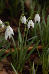 Galanthus nivalis