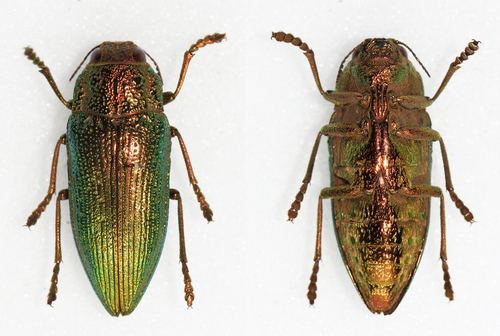 Lampetis limbalis · iNaturalist