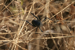 Acanthoplus discoidalis