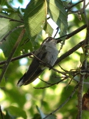 Lampornis clemenciae