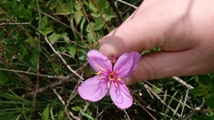 Rhexia alifanus