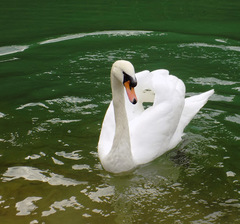 Cygnus olor