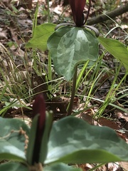 Trillium maculatum