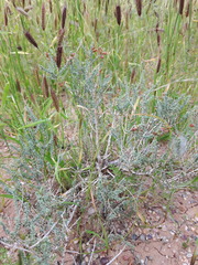 Reaumuria songarica