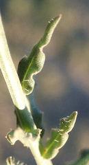 Wahlenbergia rivularis