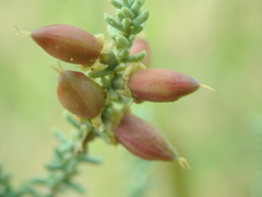Reaumuria songarica