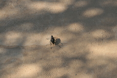 Acanthoplus discoidalis