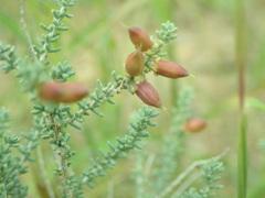 Reaumuria songarica