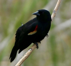 Agelaius phoeniceus image
