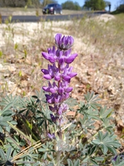 Lupinus microcarpus microcarpus