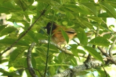 Pipilo maculatus macronyx