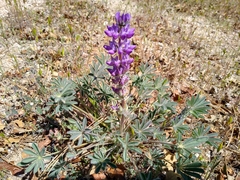 Lupinus microcarpus microcarpus