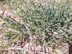 Anabasis brevifolia