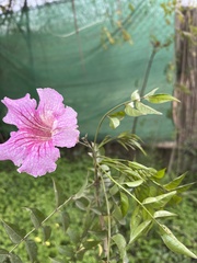 Podranea