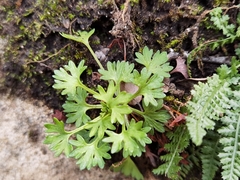 Saxifraga genesiana