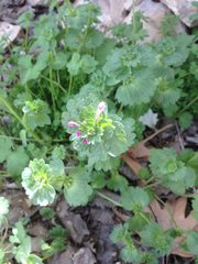 Lamium amplexicaule
