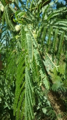 Vachellia pennatula