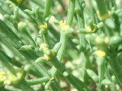 Anabasis brevifolia