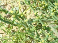 Anabasis brevifolia