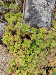 Phedimus stellatus