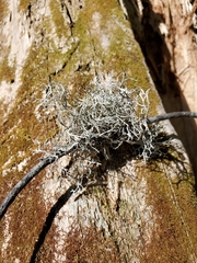 Pseudevernia consocians