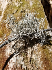 Pseudevernia consocians