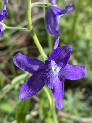 Delphinium tricorne