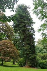 Sequoia sempervirens