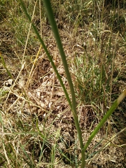Allium phanerantherum