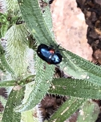 Saxinis saucia