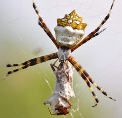 Argiope argentata