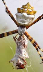 Argiope argentata