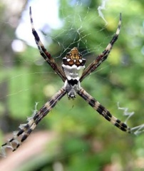 Argiope argentata