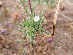 Navarretia tagetina