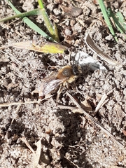 Colletes cunicularius