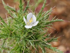 Navarretia tagetina