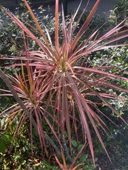 Dracaena reflexa angustifolia