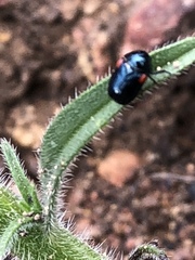 Saxinis saucia