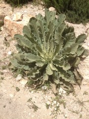 Verbascum sinaiticum