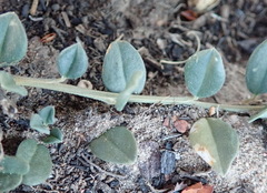 Limeum telephioides telephioides