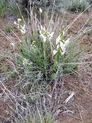 Astragalus leibergii