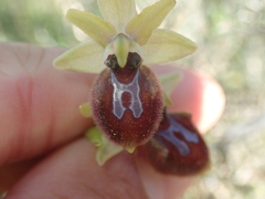 Ophrys exaltata