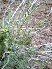 Astragalus leibergii