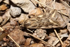 Loxostege allectalis