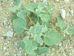 Chenopodium karoi